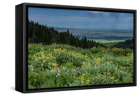 USA, Wyoming. Wildflowers and view of Teton Valley, Idaho, summer, Caribou-Targhee National Forest-Howie Garber-Framed Stretched Canvas