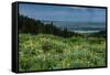 USA, Wyoming. Wildflowers and view of Teton Valley, Idaho, summer, Caribou-Targhee National Forest-Howie Garber-Framed Stretched Canvas