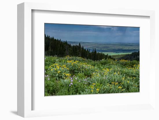 USA, Wyoming. Wildflowers and view of Teton Valley, Idaho, summer, Caribou-Targhee National Forest-Howie Garber-Framed Photographic Print