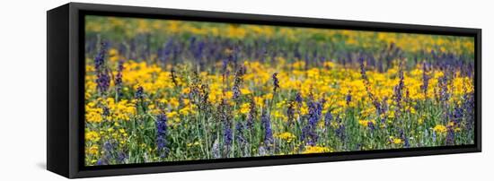 USA, Wyoming. Wildflowers, Grand Teton National Park.-Judith Zimmerman-Framed Stretched Canvas