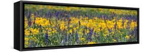 USA, Wyoming. Wildflowers, Grand Teton National Park.-Judith Zimmerman-Framed Stretched Canvas