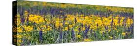 USA, Wyoming. Wildflowers, Grand Teton National Park.-Judith Zimmerman-Stretched Canvas