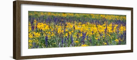 USA, Wyoming. Wildflowers, Grand Teton National Park.-Judith Zimmerman-Framed Photographic Print