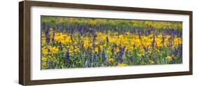 USA, Wyoming. Wildflowers, Grand Teton National Park.-Judith Zimmerman-Framed Photographic Print