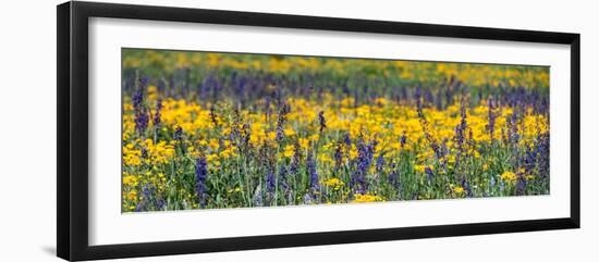 USA, Wyoming. Wildflowers, Grand Teton National Park.-Judith Zimmerman-Framed Photographic Print