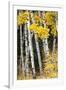 USA, Wyoming. Yellow aspen, Grand Teton National Park.-Judith Zimmerman-Framed Photographic Print