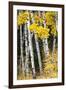 USA, Wyoming. Yellow aspen, Grand Teton National Park.-Judith Zimmerman-Framed Photographic Print