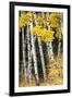 USA, Wyoming. Yellow aspen, Grand Teton National Park.-Judith Zimmerman-Framed Photographic Print