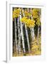 USA, Wyoming. Yellow aspen, Grand Teton National Park.-Judith Zimmerman-Framed Photographic Print