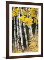 USA, Wyoming. Yellow aspen, Grand Teton National Park.-Judith Zimmerman-Framed Photographic Print