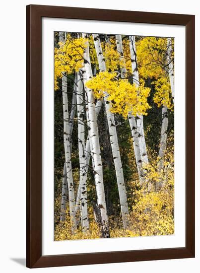 USA, Wyoming. Yellow aspen, Grand Teton National Park.-Judith Zimmerman-Framed Photographic Print