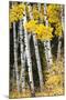 USA, Wyoming. Yellow aspen, Grand Teton National Park.-Judith Zimmerman-Mounted Photographic Print