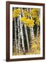 USA, Wyoming. Yellow aspen, Grand Teton National Park.-Judith Zimmerman-Framed Photographic Print