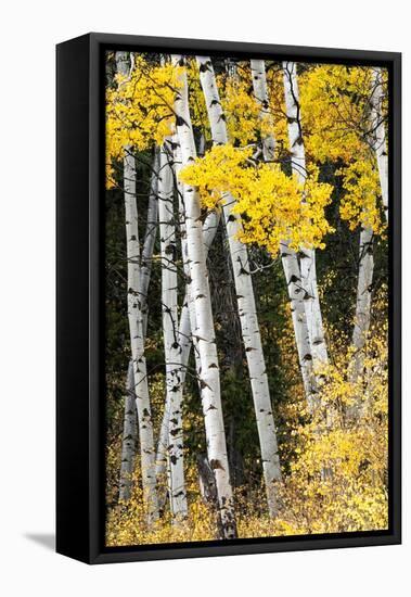 USA, Wyoming. Yellow aspen, Grand Teton National Park.-Judith Zimmerman-Framed Stretched Canvas