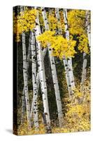 USA, Wyoming. Yellow aspen, Grand Teton National Park.-Judith Zimmerman-Stretched Canvas