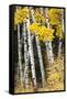 USA, Wyoming. Yellow aspen, Grand Teton National Park.-Judith Zimmerman-Framed Stretched Canvas