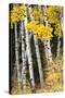 USA, Wyoming. Yellow aspen, Grand Teton National Park.-Judith Zimmerman-Stretched Canvas