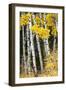 USA, Wyoming. Yellow aspen, Grand Teton National Park.-Judith Zimmerman-Framed Photographic Print