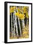 USA, Wyoming. Yellow aspen, Grand Teton National Park.-Judith Zimmerman-Framed Photographic Print