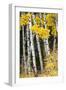 USA, Wyoming. Yellow aspen, Grand Teton National Park.-Judith Zimmerman-Framed Photographic Print