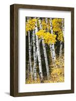 USA, Wyoming. Yellow aspen, Grand Teton National Park.-Judith Zimmerman-Framed Photographic Print