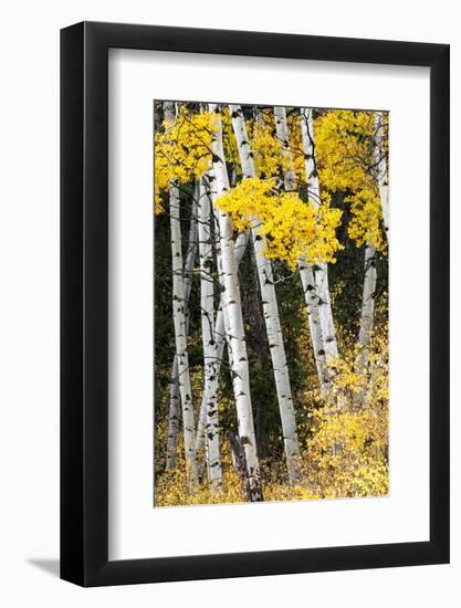 USA, Wyoming. Yellow aspen, Grand Teton National Park.-Judith Zimmerman-Framed Photographic Print