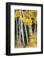 USA, Wyoming. Yellow aspen, Grand Teton National Park.-Judith Zimmerman-Framed Photographic Print