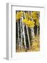 USA, Wyoming. Yellow aspen, Grand Teton National Park.-Judith Zimmerman-Framed Photographic Print