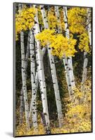 USA, Wyoming. Yellow aspen, Grand Teton National Park.-Judith Zimmerman-Mounted Photographic Print