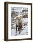 USA, Wyoming, Yellowstone Bighorn Sheep Standing in Snow-Jaynes Gallery-Framed Photographic Print