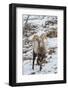 USA, Wyoming, Yellowstone Bighorn Sheep Standing in Snow-Jaynes Gallery-Framed Photographic Print