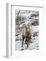 USA, Wyoming, Yellowstone Bighorn Sheep Standing in Snow-Jaynes Gallery-Framed Photographic Print