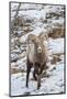 USA, Wyoming, Yellowstone Bighorn Sheep Standing in Snow-Jaynes Gallery-Mounted Photographic Print