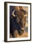 USA, Wyoming, Yellowstone National Park, a cow bison.-Elizabeth Boehm-Framed Photographic Print