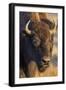 USA, Wyoming, Yellowstone National Park, a cow bison.-Elizabeth Boehm-Framed Photographic Print