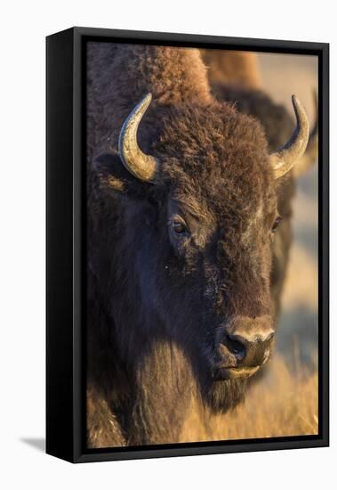 USA, Wyoming, Yellowstone National Park, a cow bison.-Elizabeth Boehm-Framed Stretched Canvas