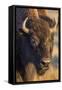 USA, Wyoming, Yellowstone National Park, a cow bison.-Elizabeth Boehm-Framed Stretched Canvas