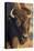 USA, Wyoming, Yellowstone National Park, a cow bison.-Elizabeth Boehm-Stretched Canvas
