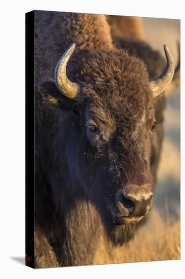 USA, Wyoming, Yellowstone National Park, a cow bison.-Elizabeth Boehm-Stretched Canvas