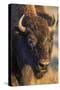 USA, Wyoming, Yellowstone National Park, a cow bison.-Elizabeth Boehm-Stretched Canvas