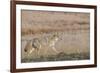 USA, Wyoming, Yellowstone National Park, Biscuit Basin. Coyote-Cindy Miller Hopkins-Framed Photographic Print