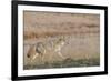 USA, Wyoming, Yellowstone National Park, Biscuit Basin. Coyote-Cindy Miller Hopkins-Framed Photographic Print