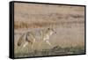 USA, Wyoming, Yellowstone National Park, Biscuit Basin. Coyote-Cindy Miller Hopkins-Framed Stretched Canvas