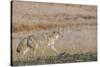 USA, Wyoming, Yellowstone National Park, Biscuit Basin. Coyote-Cindy Miller Hopkins-Stretched Canvas