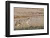 USA, Wyoming, Yellowstone National Park, Biscuit Basin. Coyote-Cindy Miller Hopkins-Framed Photographic Print