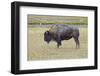 USA, Wyoming, Yellowstone National Park. Bison along Fountain Flat Drive-Bernard Friel-Framed Photographic Print
