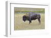 USA, Wyoming, Yellowstone National Park. Bison along Fountain Flat Drive-Bernard Friel-Framed Photographic Print