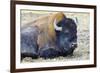 USA, Wyoming, Yellowstone National Park. Bison along Fountain Flat Drive-Bernard Friel-Framed Photographic Print