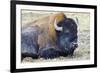 USA, Wyoming, Yellowstone National Park. Bison along Fountain Flat Drive-Bernard Friel-Framed Photographic Print