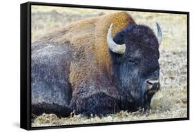 USA, Wyoming, Yellowstone National Park. Bison along Fountain Flat Drive-Bernard Friel-Framed Stretched Canvas